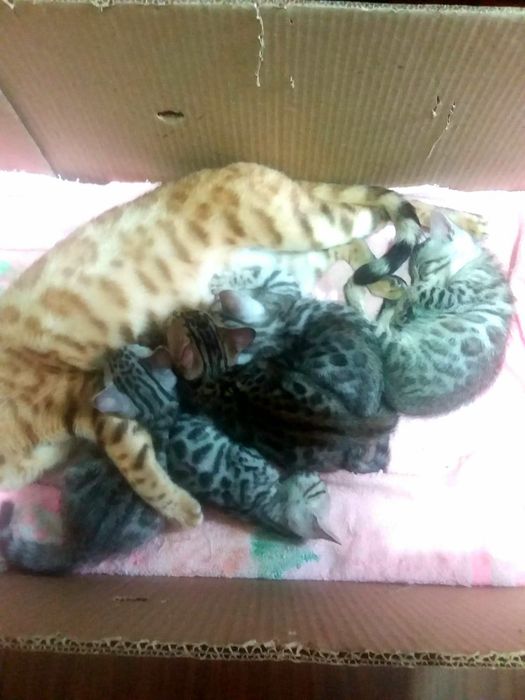 Бенгальские котята