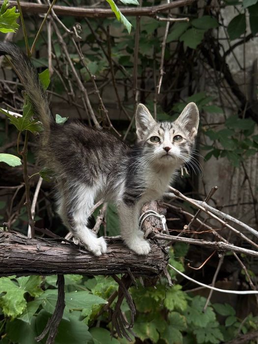 Два пацана котенка. Очень ласковые.