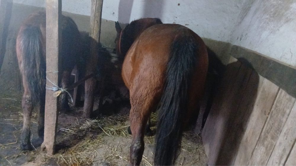 Vand iapa cu manz.      .