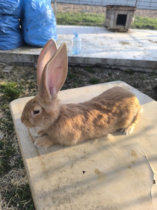 Iepuri uriaș galben