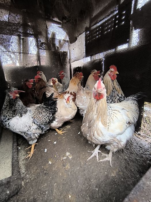 Продавам петли на 7 месеца