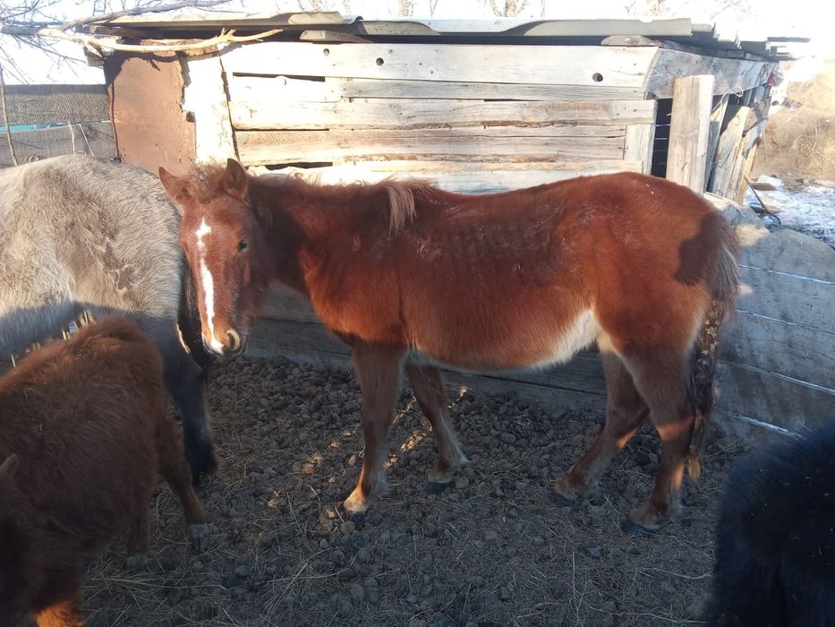 Тай баитал 400000