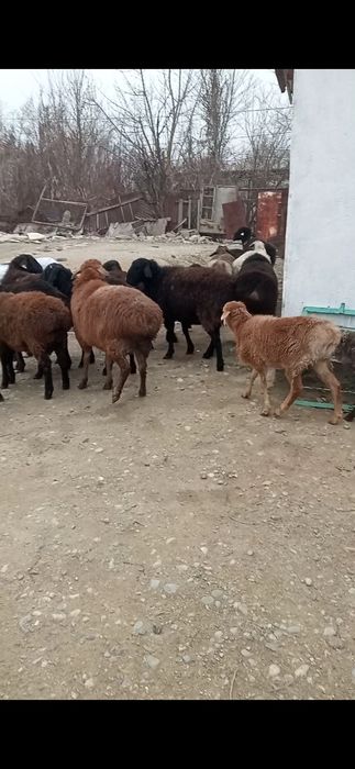 Семіз қойлар,тұқымдысы да бар