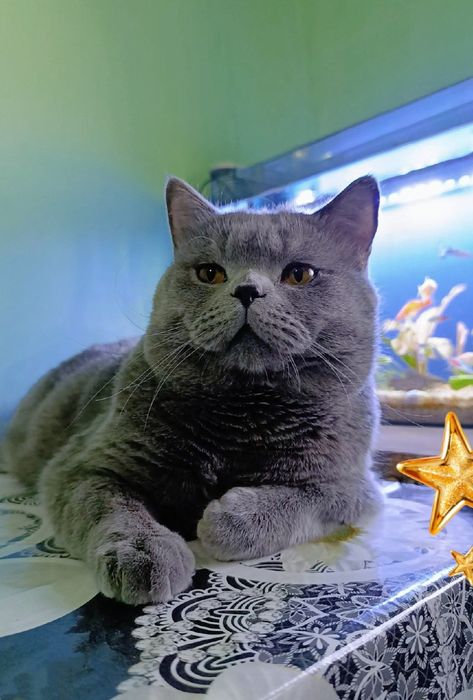 Вязка! Угил скоттиш страйт .