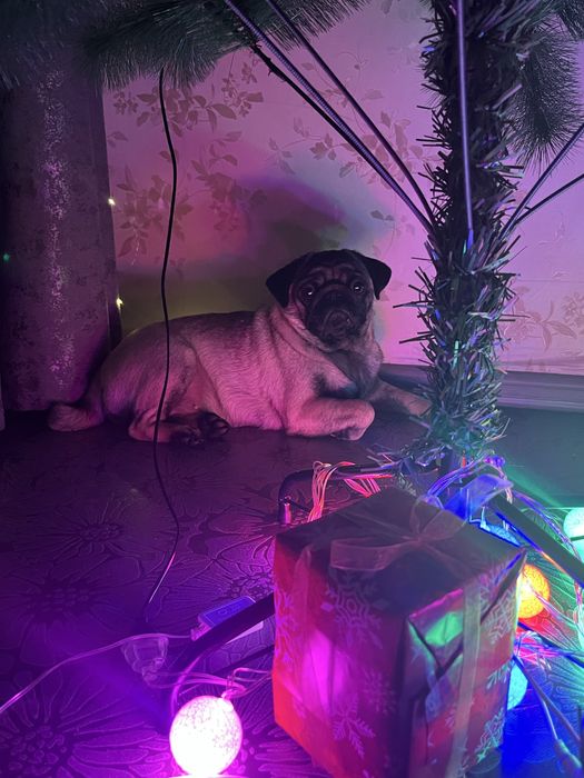 Ищу кобеля мопса