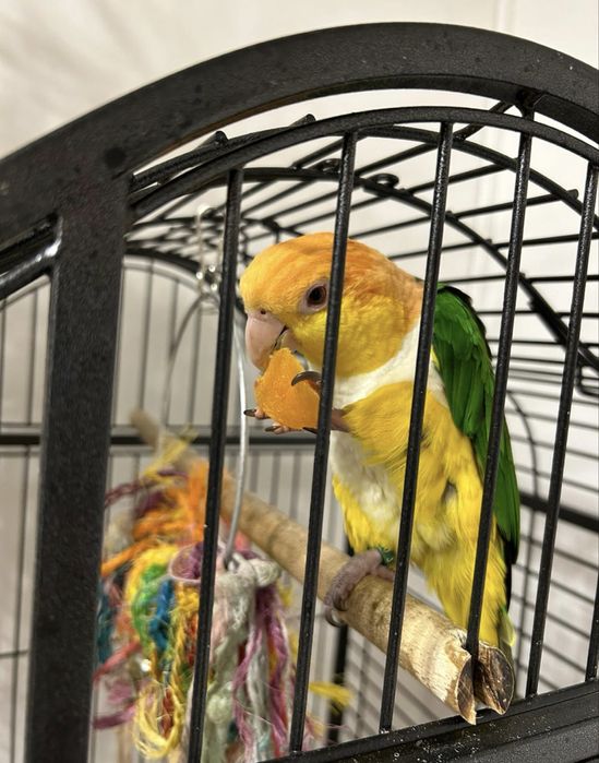 Vând pereche papagali caique