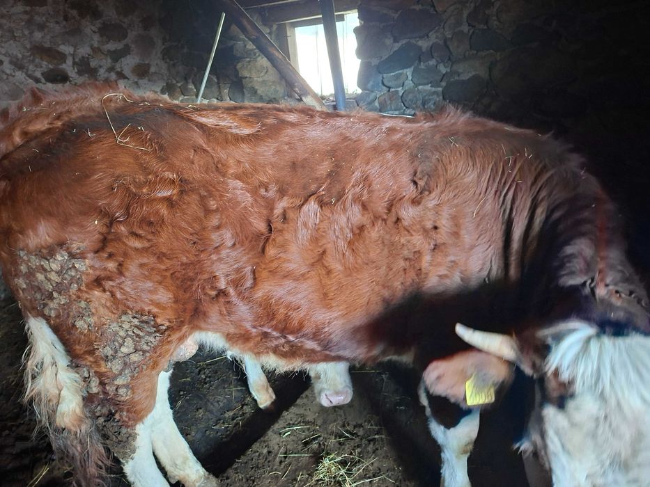 Vand junincă BR (pt sacrificat)