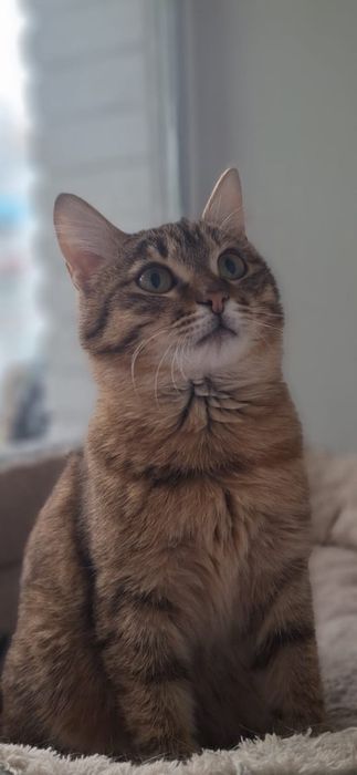 Кошечка бесплатно!