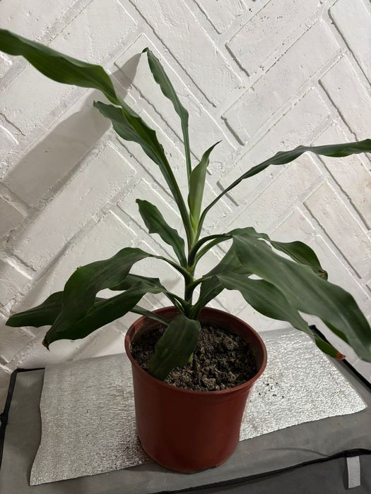 Продам комнатные цветы