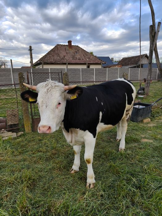 Vacă Jurincă gestantă, un an jumate