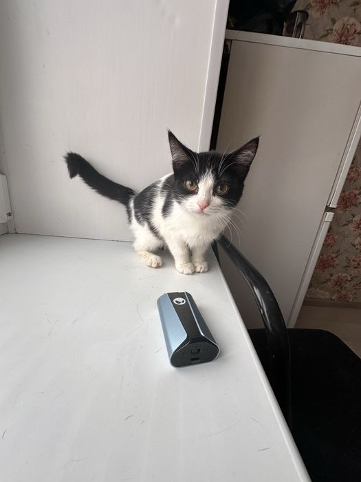 Ласковая кошечка ищет семью