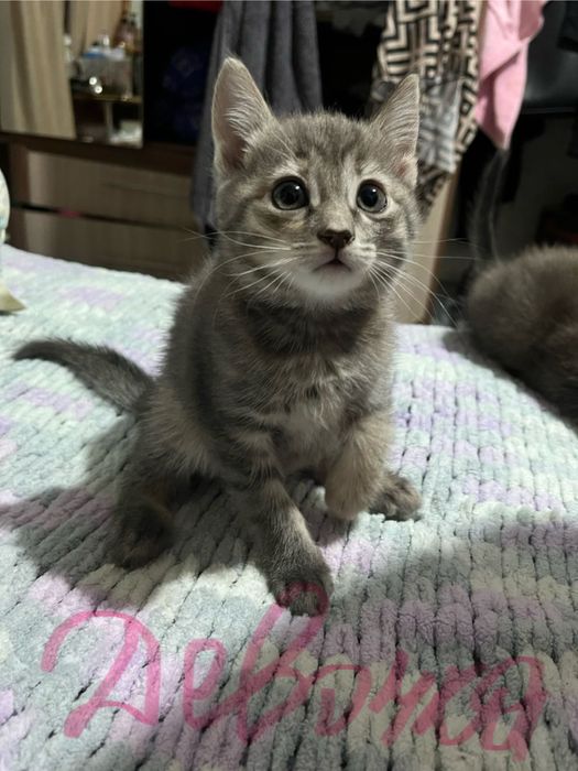 Отдам шустрых котят