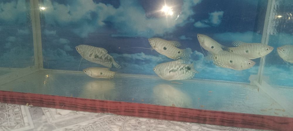 Аквариум 60л. Гурами