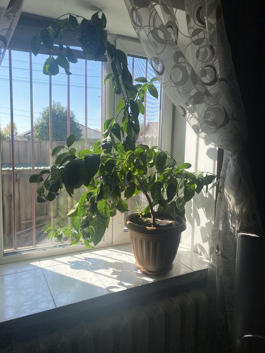 Продам дерево лимон