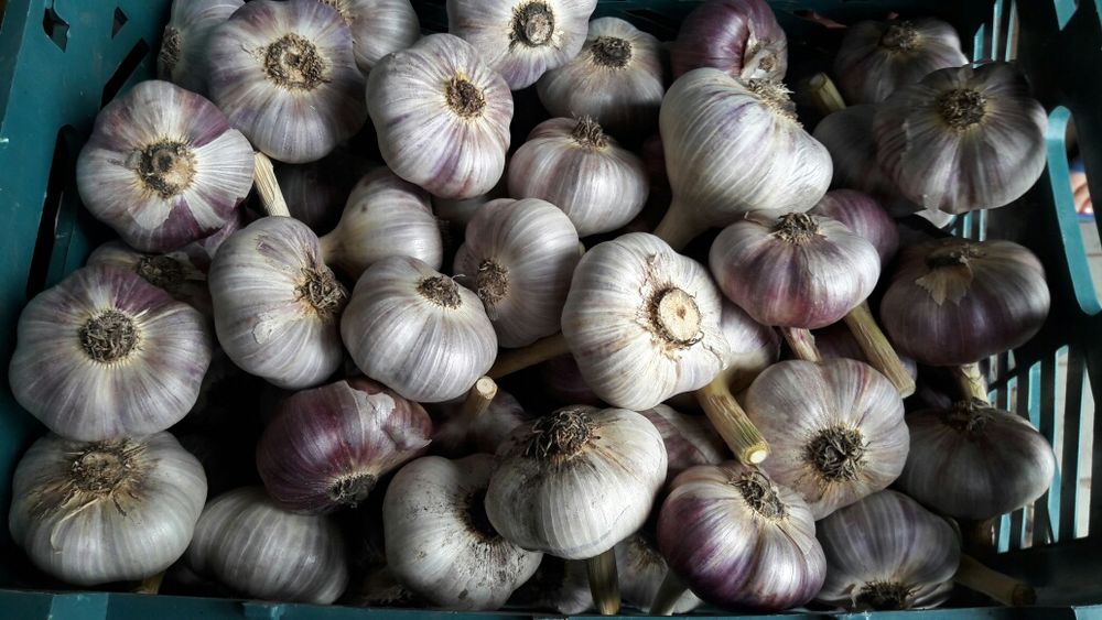 Продам чеснок домашний.