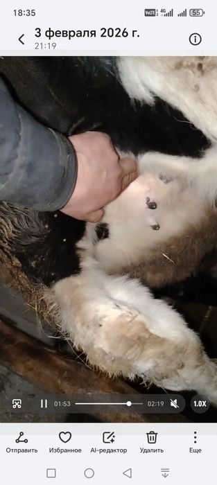 Пародали гунажин сотилади