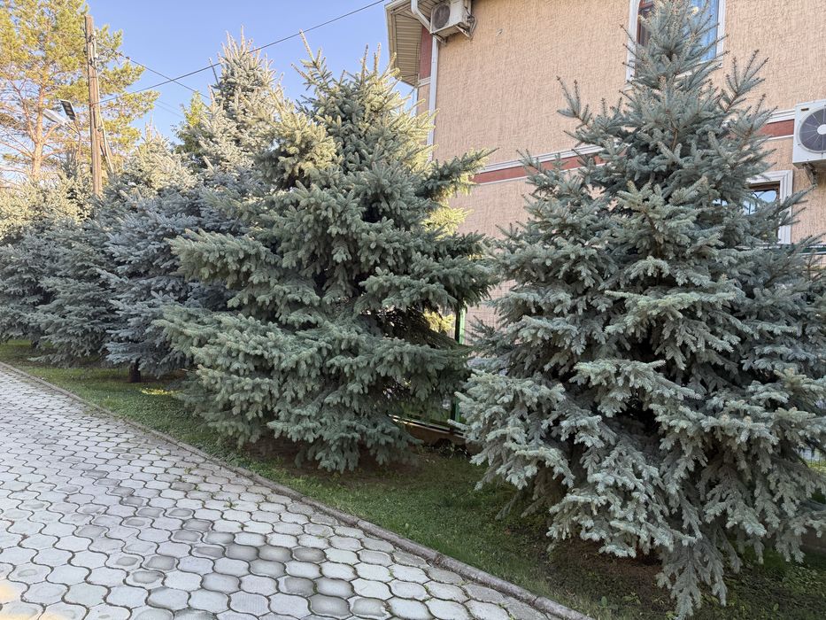 Продам сизые ели