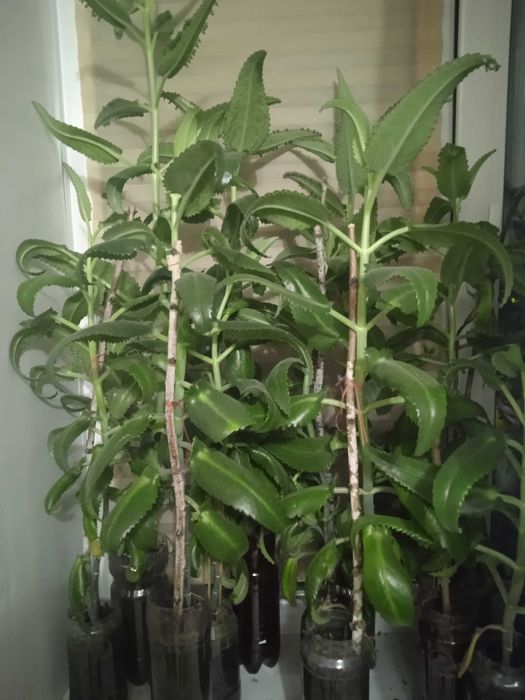 Каланхоэ от насморка