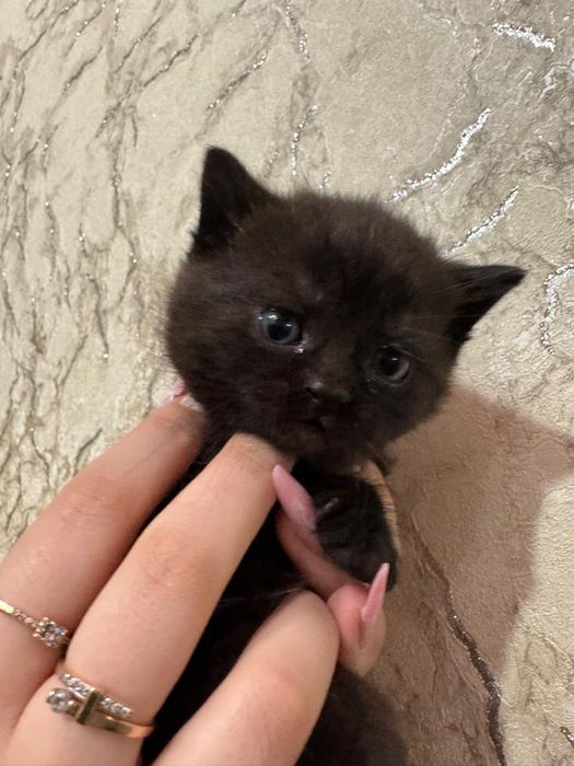 Шотландские фолды