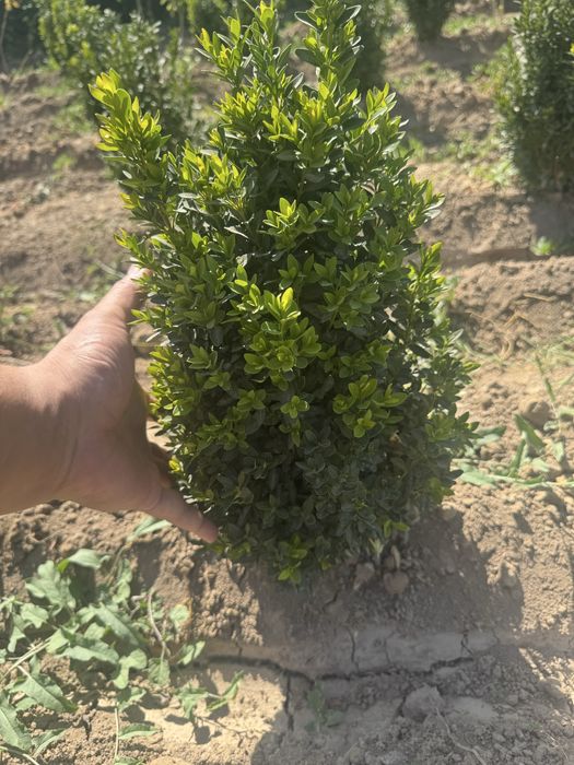 Самшит оптом.  .