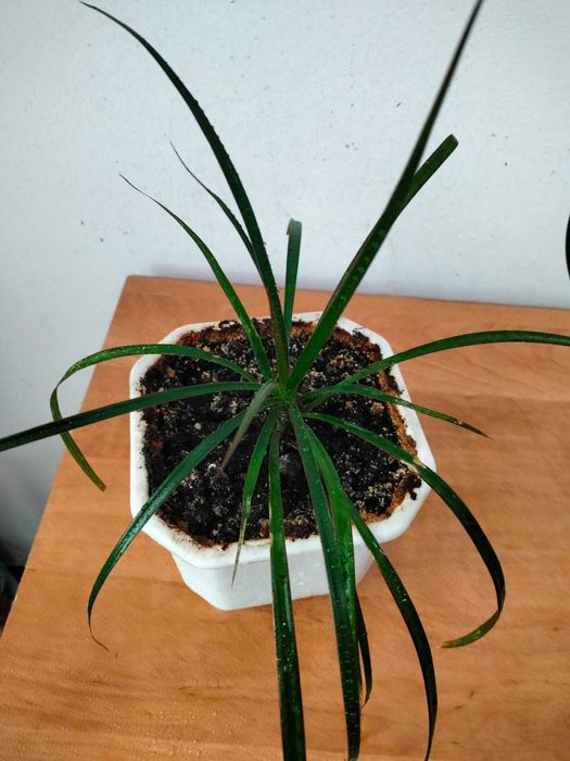 Молодая драцена в горшочке