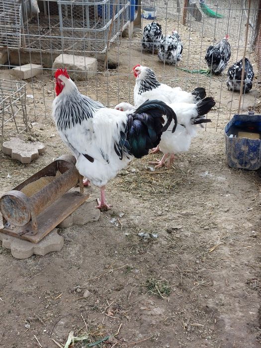 Familie Sussex 2 gaini și 1 cocos