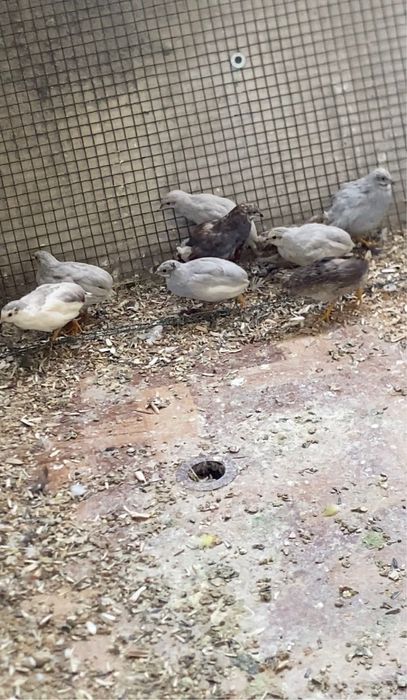 Oua prepelite chinezesti