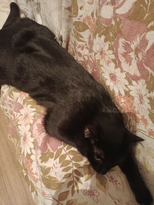 Отдам в добрые руки