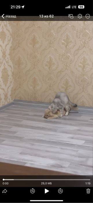 Приглашаем кошек на вязку