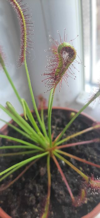 Росянка, хищно растение