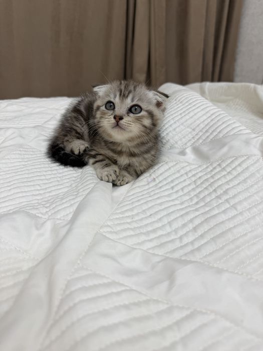 Котят шотландские