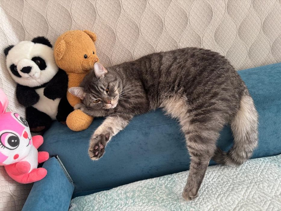 Отдам кота в хорошие руки
