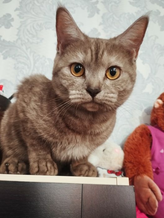 Срочно отдам кошку