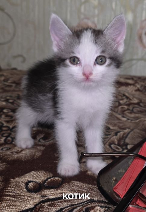 Отдам котят в добрые руки