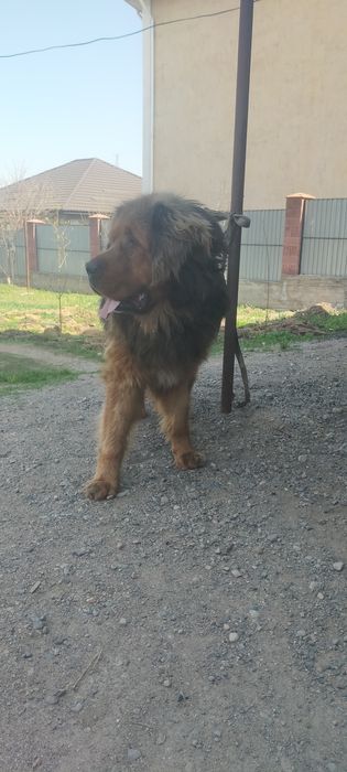 Продам кобеля тебетский мастиф мощный