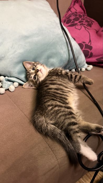 Котят в добрые руки