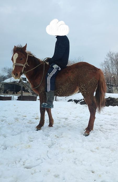 Продам жеребчика.