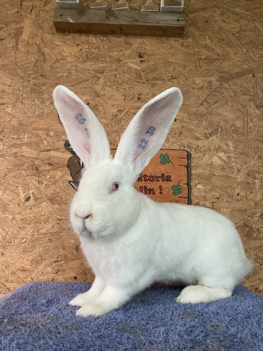 Masculi urias german alb