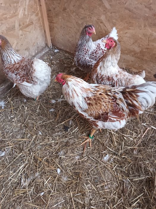 Gaini  wyandote sples