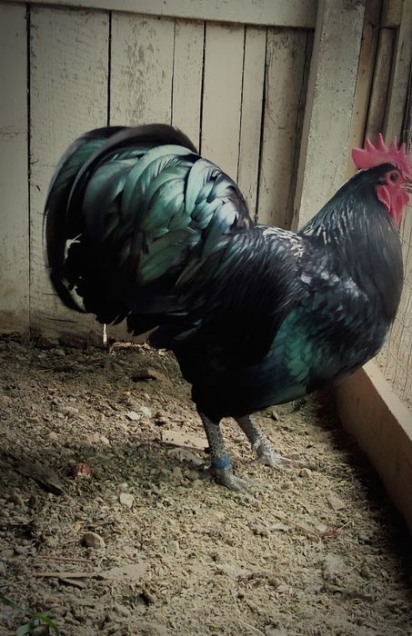 Oua de incubat Australorp negru