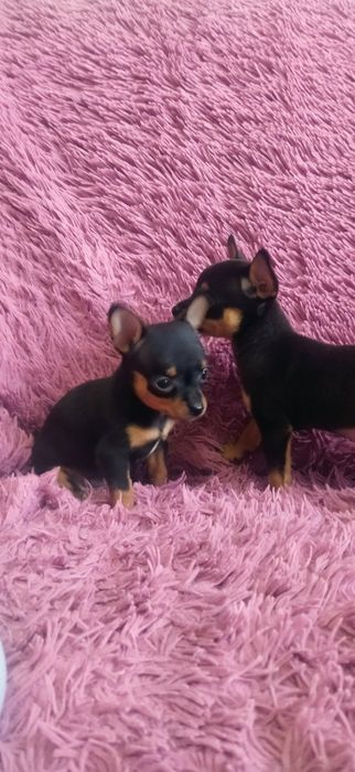 Продам той терьера мини