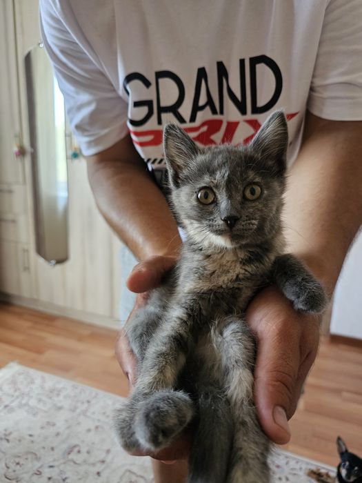 Котенок в добрые руки ( вроде кот)