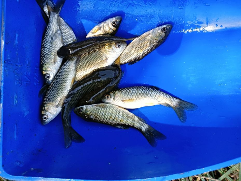 Puiet Cteno vara a 1 a