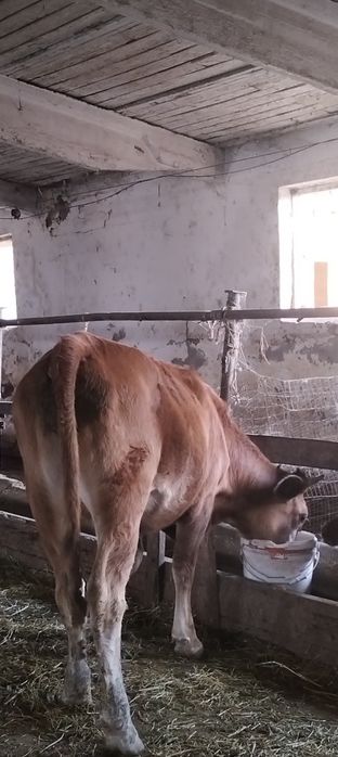Продам телачку..