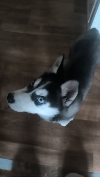 Хаски девочка 3 месяца