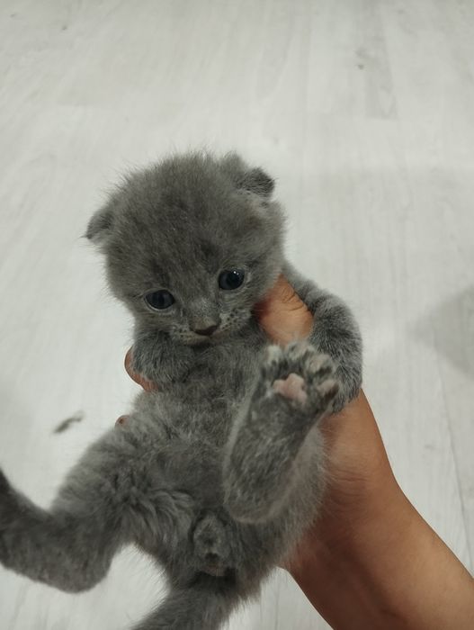Scottish fold mushukchalar