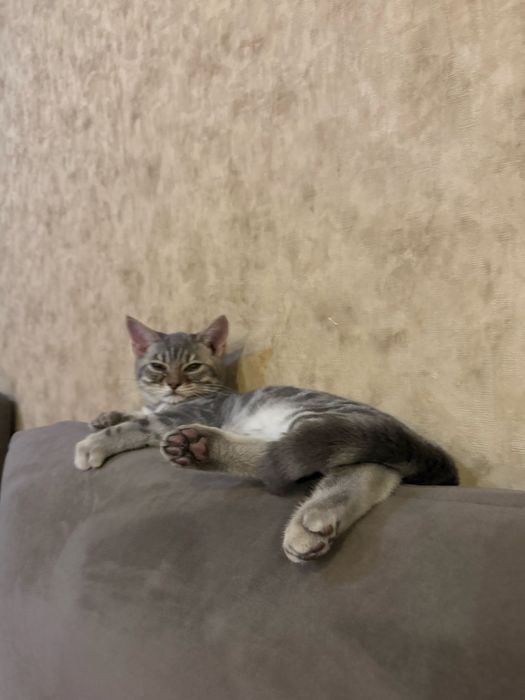 Кошка кот котенок