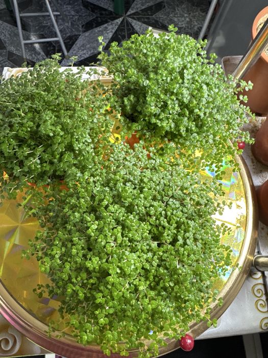 Продам солейролию!