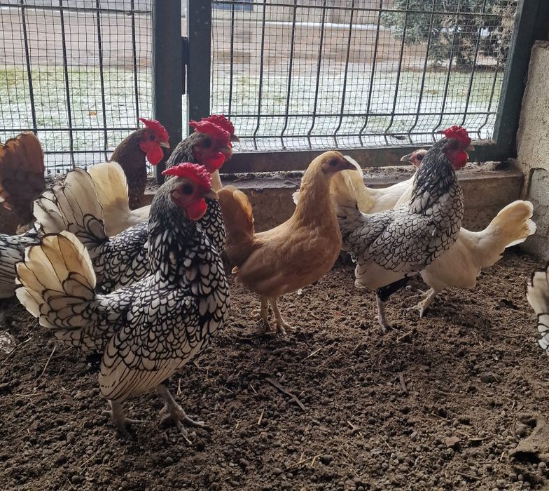 Sebright argintiu - doar cocosi