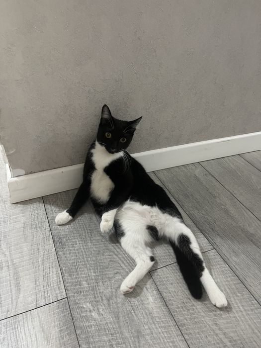 Стерилизованная кошка